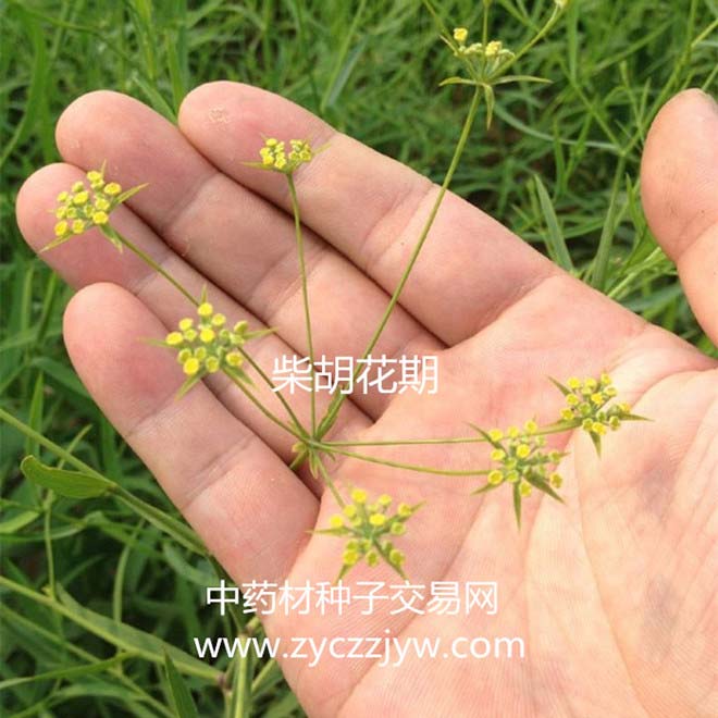 31號黃柴胡花期