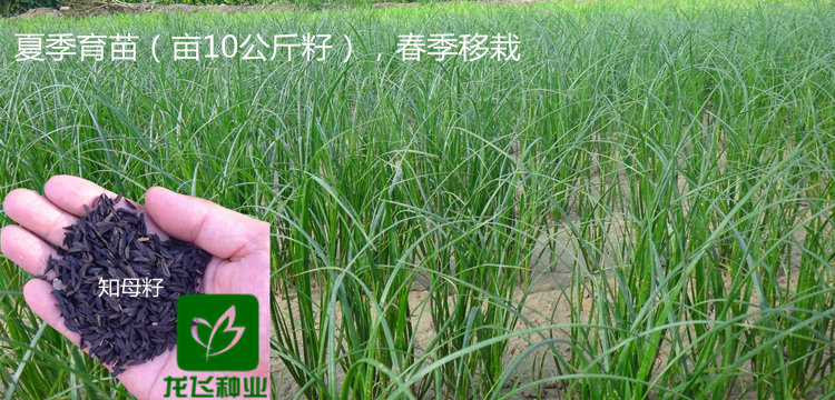 知母種植用種量