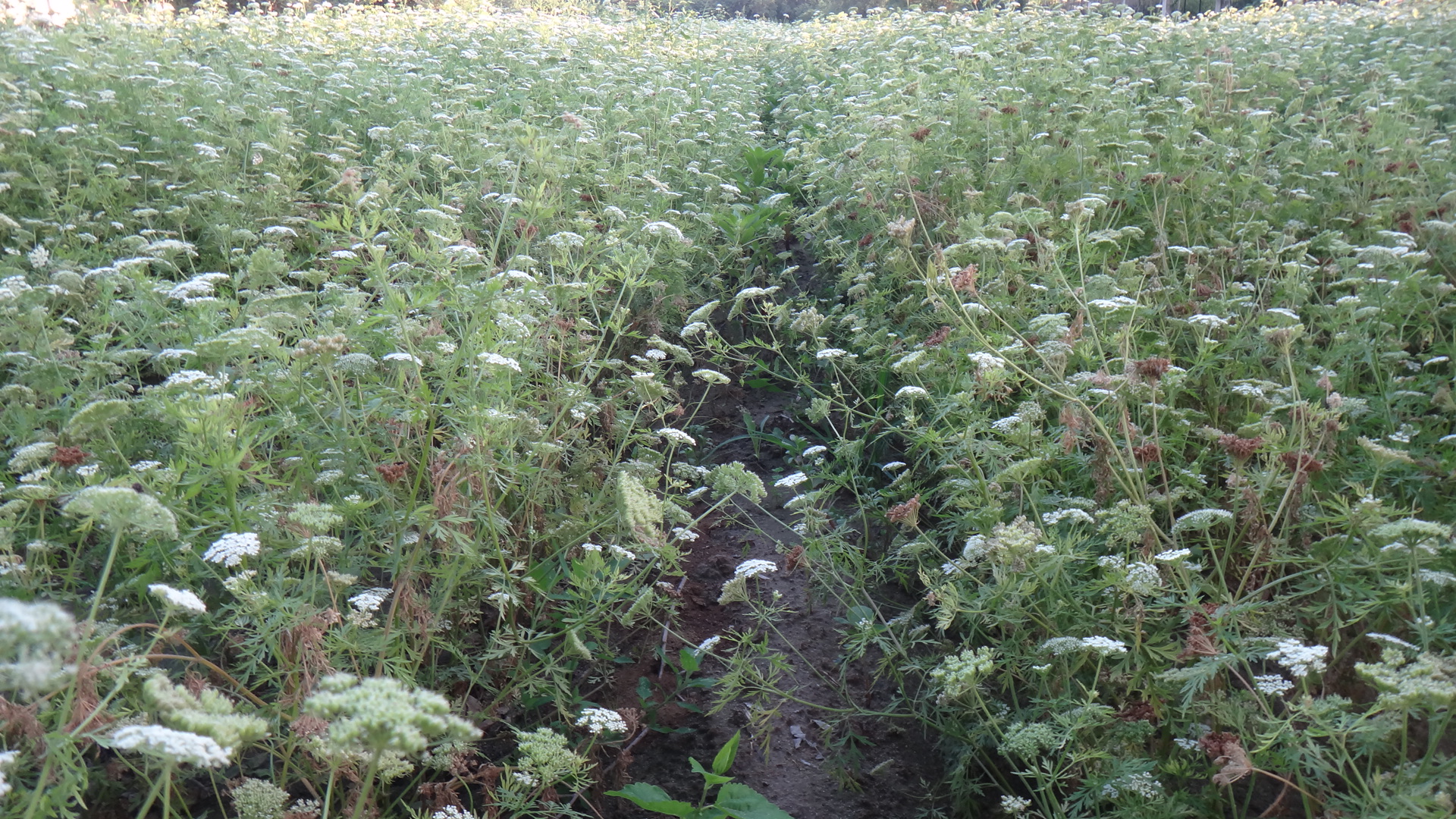 蛇床子種植基地